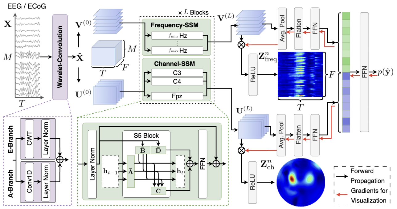Cortical-SSM: A Deep State Space Model for EEG and ECoG Motor Imagery Decoding